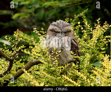 Porträt einer Tawny Frogmouth Eule Stockfoto