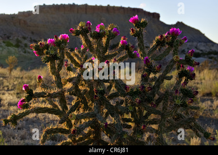 Cane Cholla, (Cylindropuntia Imbricata), Ojitto Wildnis, Sandoval County, New Mexico, USA. Stockfoto