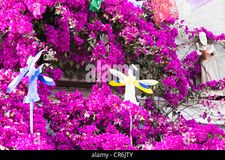 Bougainvillea Stockfoto