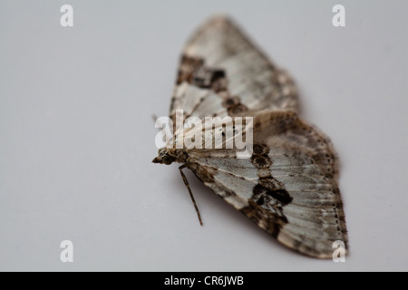 Silbernen Boden Teppich Moth (Xanthorhoe Montana) ruht. Geringe Schärfentiefe Makro Field. Stockfoto