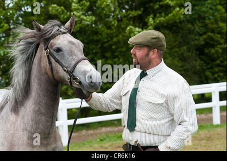 Cornwall, England, UK - Mann führenden Pferd an Land Pferd zeigen Stockfoto