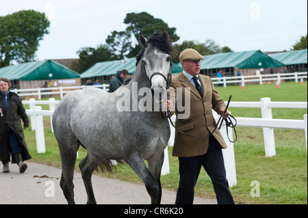 Cornwall, England, UK - Mann führenden Pferd an Land Pferd zeigen Stockfoto