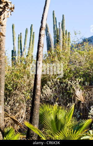 Kakteen und Palmen in den Tropen desert Einstellung in Baja Mexiko in der Nähe von "Todos Santos" Stockfoto