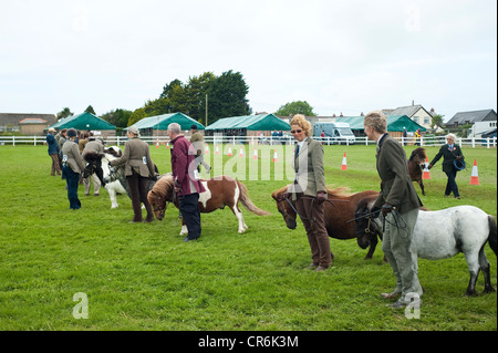 Cornwall, England, UK - Pony-Show am Jahrmarkt Stockfoto