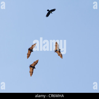 Madagassische flying Fox, Madagaskar-Flughund oder Madagaskar-Flughund (Pteropus Rufus), eine Art von megabat Stockfoto