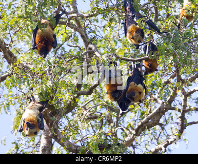 Madagassische flying Fox, Madagaskar-Flughund oder Madagaskar-Flughund (Pteropus Rufus), eine Art von Megabat Schlafplatz in den Bäumen Stockfoto