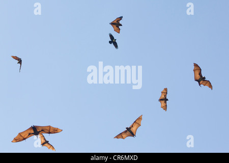 Madagassische flying Fox, Madagaskar-Flughund oder Madagaskar-Flughund (Pteropus Rufus), eine Art von megabat Stockfoto