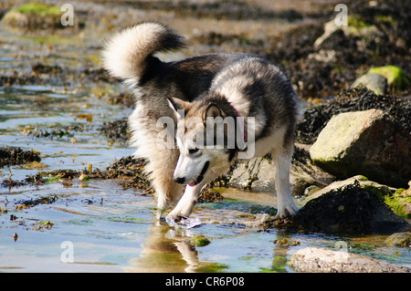 Alaskan Malamute 7 Monate alt im Meer Abkühlung von der Hitze an einem Sommertag Stockfoto