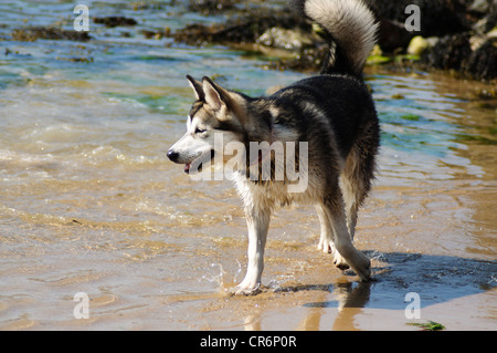 Alaskan Malamute 7 Monate alt im Meer Abkühlung von der Hitze an einem Sommertag Stockfoto