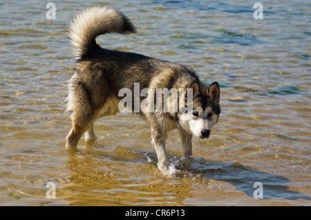 Alaskan Malamute 7 Monate alt im Meer Abkühlung von der Hitze an einem Sommertag Stockfoto