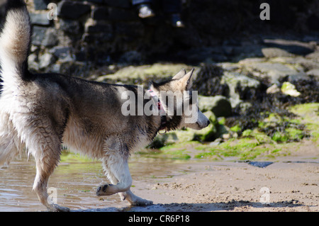 Alaskan Malamute 7 Monate alt im Meer Abkühlung von der Hitze an einem Sommertag Stockfoto