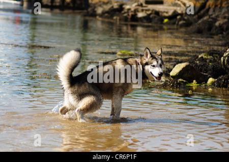 Alaskan Malamute 7 Monate alt im Meer Abkühlung von der Hitze an einem Sommertag Stockfoto