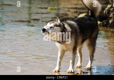 Alaskan Malamute 7 Monate alt im Meer Abkühlung von der Hitze an einem Sommertag Stockfoto