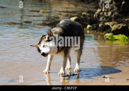 Alaskan Malamute 7 Monate alt im Meer Abkühlung von der Hitze an einem Sommertag Stockfoto