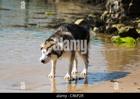 Alaskan Malamute 7 Monate alt im Meer Abkühlung von der Hitze an einem Sommertag Stockfoto