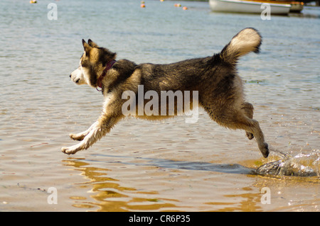 Alaskan Malamute 7 Monate alt im Meer Abkühlung von der Hitze an einem Sommertag Stockfoto