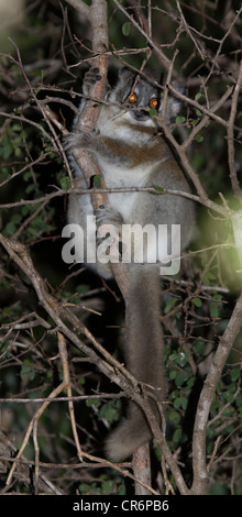 Grauer Mausmaki Microcebus, Berenty Reserve, Madagaskar Stockfoto