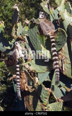 Kattas (Lemur Catta) auf Kaktus, Berenty Reserve, Madagaskar Stockfoto