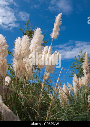 Blühende Pampa grass (Cortaderia Selloana), Banyalbufar, Mallorca, Balearische Inseln, Spanien, Mittelmeer, Europa