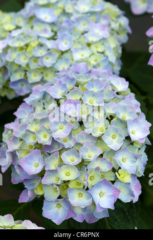 Hortensie Mophead blaue Blume in voller Blüte Stockfoto