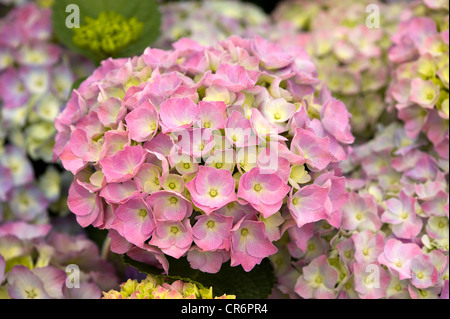 Hortensie Blüte Blüte rosa Farbe Stockfoto