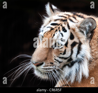 Weibliche Amur-Tiger (Kopfschuss) Stockfoto