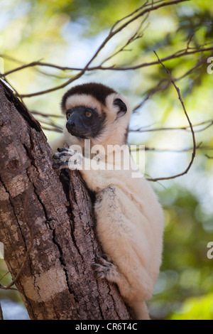 Verreaux Sifaka Klettern am Baum, Berenty Reserve, Madagaskar Stockfoto