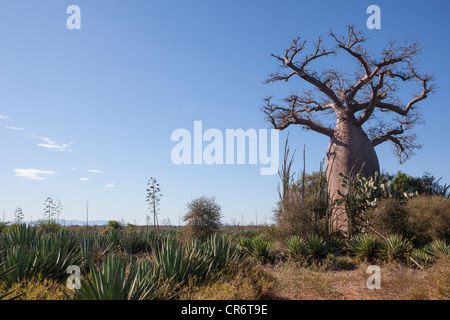 Baobab-Baum, Affenbrotbäume Madagascariensis, Berenty Region Südosten Madagaskars Stockfoto