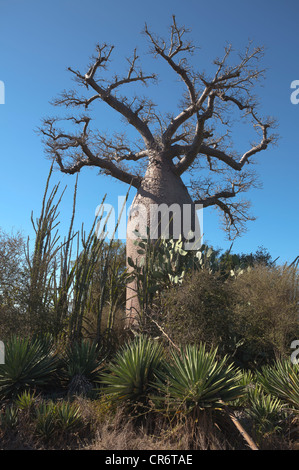 Baobab-Baum, Affenbrotbäume Madagascariensis, Berenty Region Südosten Madagaskars Stockfoto