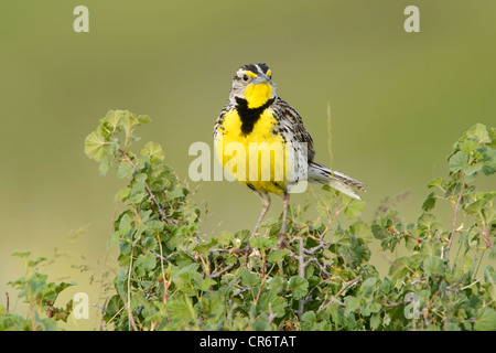 Männliche Western Meadowlark (Sturnella Neglecta), Western Montana Stockfoto
