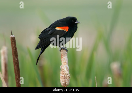 Männliche Rotschulterstärling (Agelaius Phoeniceus) thront auf einem Rohr, Western Montana Stockfoto