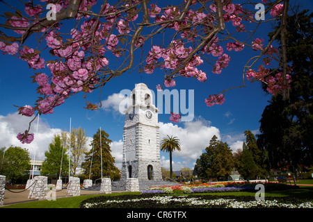 Spring Blossom und Memorial Clock Tower, Seymour Square, Blenheim, Marlborough, Südinsel, Neuseeland Stockfoto