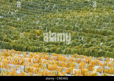 Verrechnung auf grüne und gelbe Reben, Mt Schwierigkeit Weinberg, Bannockburn, Central Otago, Südinsel, Neuseeland Stockfoto