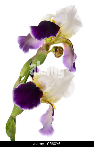 Iris. Zwei Blumen, isoliert auf weiss Stockfoto