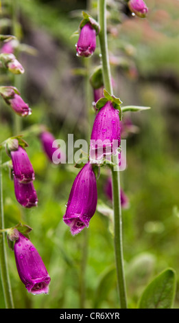 Wilde Magenta Fingerhut Blumen in voller Blüte mit Wiese im Hintergrund Stockfoto