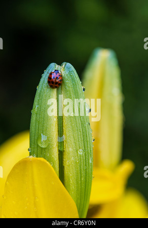 Marienkäfer auf gelben Tiger Lily Knospe mit grünem Hintergrund Stockfoto