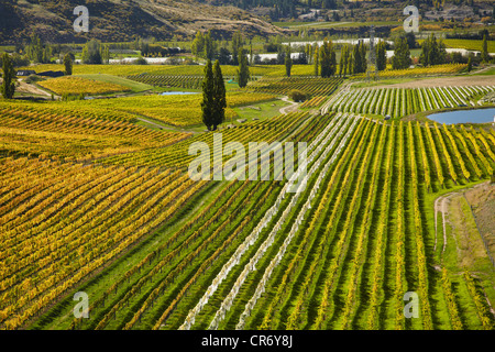 Felton Road Weinberg im Herbst, Bannockburn, in der Nähe von Cromwell, Central Otago, Südinsel, Neuseeland Stockfoto