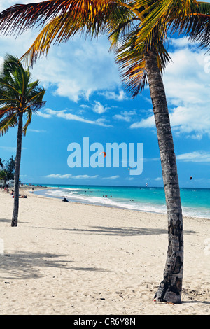 Palmen am Strand von Ocean Park, San Juan, Puerto Rico Stockfoto