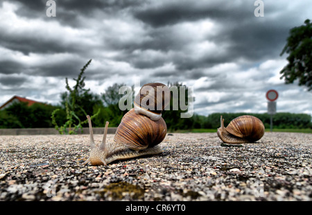 Burgunder Schnecken (Helix Pomatia) auf Feldweg, Erfurt, Thüringen, Deutschland, Europa, Stockfoto