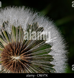 Tautropfen auf Löwenzahn, gemeinsamen Katze Ohr (Hypochaeris Radicata) Stockfoto