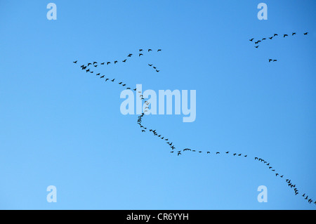 Stockenten oder Stockenten (Anas Platyrhynchos), fliegen in pfeilförmige Formation vor blauem Himmel, Voegelsen, Niedersachsen Stockfoto