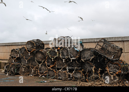 Gelb-legged Möwen (Larus Michahellis) fliegen über Hummer Angeln Körbe in den Hafen von Newquay, Cornwall, England Stockfoto