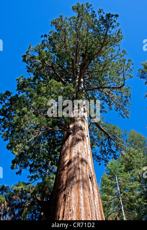 Riesenmammutbaum (Sequoiadendron Giganteum) Redwood im Mariposa Grove, in der Nähe von Wawona, Kalifornien, USA im Juni Stockfoto