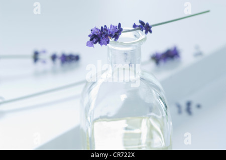 Lavendelöl in Flasche mit Blume, Nahaufnahme Stockfoto