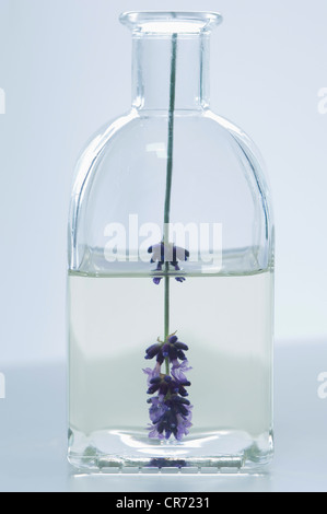 Lavendelöl in Flasche mit Blume, Nahaufnahme Stockfoto