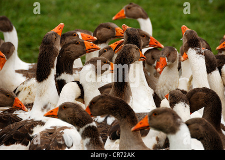 Trauerschnäpper Pommersche Gänse auf der Wiese von einem Bio-Bauernhof, trinken Othenstorf, Mecklenburg-Western Pomerania, Deutschland, Europa Stockfoto