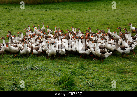 Pommersche Gänse auf der Wiese von einem Bio-Bauernhof, Othenstorf, Mecklenburg-Western Pomerania, Deutschland, Europa Stockfoto