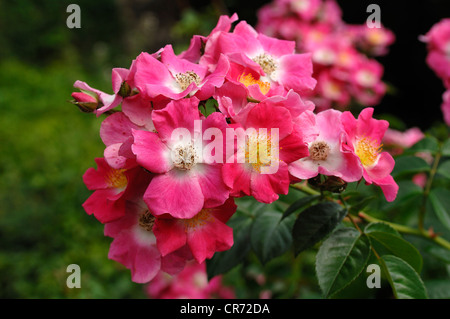 Hundsrose (Rosa Canina), Blumen Stockfoto