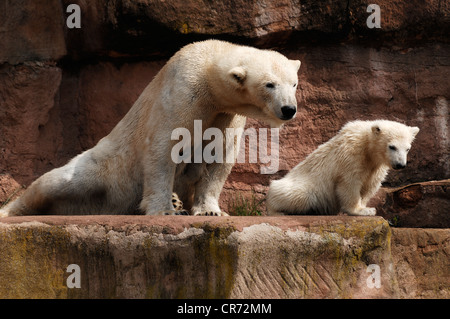 Eisbär (Ursus Maritimus), Mutter mit Jungtier, Tiergarten Nuernberg Zoo, bin Tiergarten 30, Nürnberg, Middle Franconia, Bayern Stockfoto