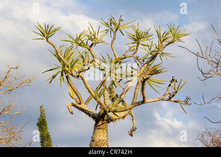 Pachypodium Rutenbergianum, stachelige Wald, Ifaty, Madagaskar Stockfoto